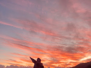 Traveller photo — wallaby silhouetted against the Cape Hillsborough sunrise