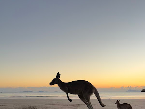 Kangaroo jumping on the beach at sunrise, Cape Hillsborough
